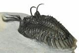 Short Trident Walliserops Trilobite - Timrzit, Morocco #179519-4